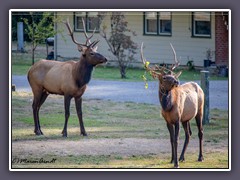 Elks - Wapitis