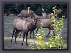 Elks im Redwood Statepark