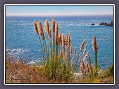 Fort Ross Cove