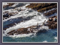 Harbour Seals vor Point Arena