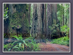 Jedediah Smith Redwood State Park