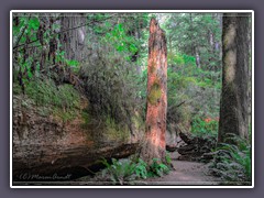 Jedediah Smith Redwoods State Park