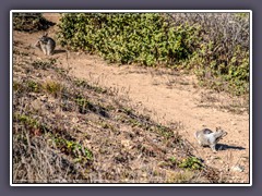 Kalifornische Ziesel im Mackenzie State Park - Fort Bragg