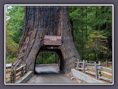 Leggett - Drive Through Tree