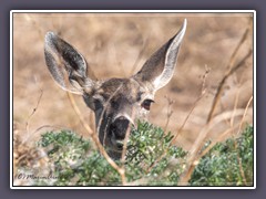 Muledeer auf Point Reyes