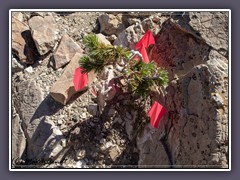 Nachwuchs Bristlecone