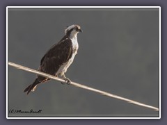 Osprey - Fischadler