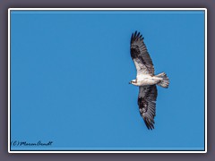 Osprey im Redwood State Park