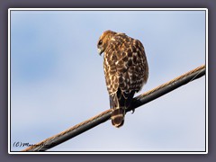 Red Shouldered Hawk