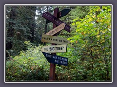 Redwood Statepark - Big Trees