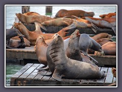 Seelöwen - Pier 39 - Fishermans Warf