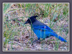 Stellers Jay im Lassen NP