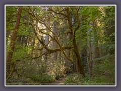 Stout Grove Trailhead am Mill Creek