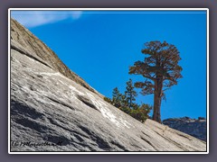 Tioga Pass - auf Felsen gewachsen