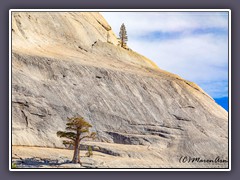 Tioga Pass - Bäume