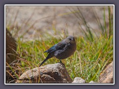 Tioga Pass - Stärling