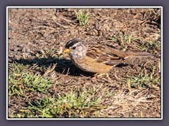 White Crowned Sparrow - Dachsammer