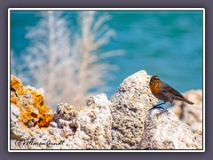 Yellow Headed Blackbird