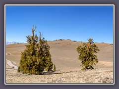 Discovery Trail im Ancient Bristlecone Pine Forrest in den White Mountains