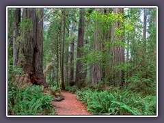 Redwoods im Redwood State Park