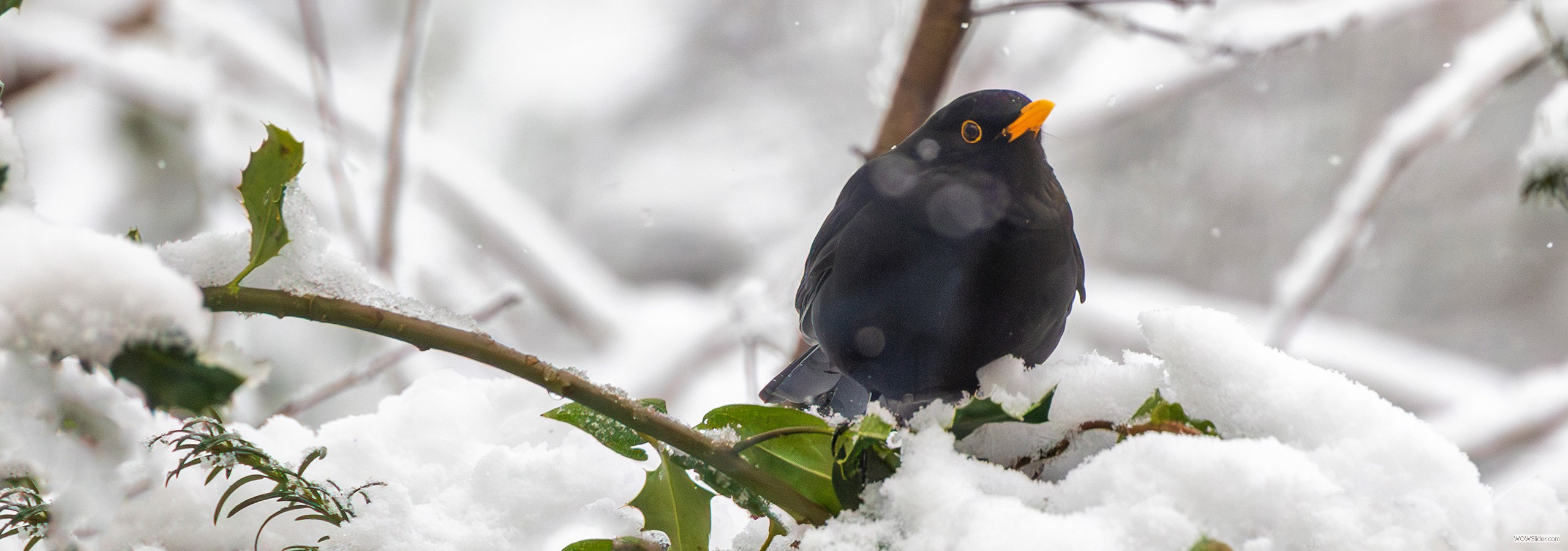 Amsel