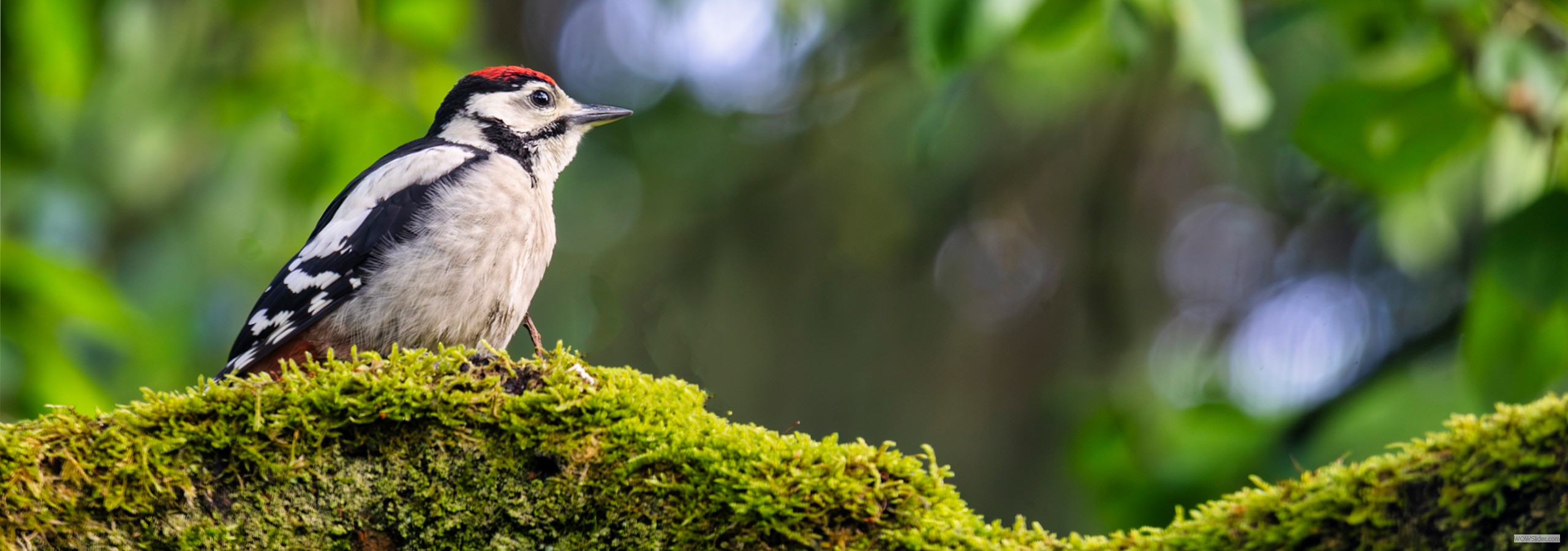 Buntspecht - Jungvogel