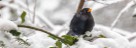 Amsel