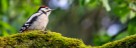 Buntspecht - Jungvogel