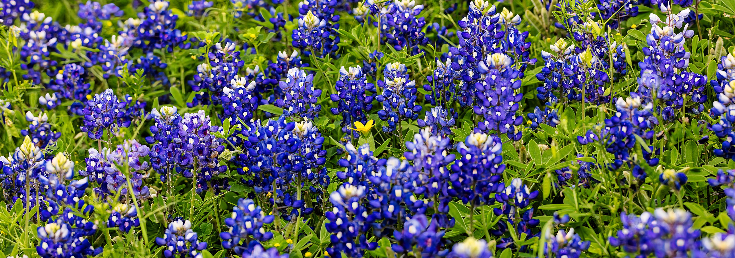Texas Flora
