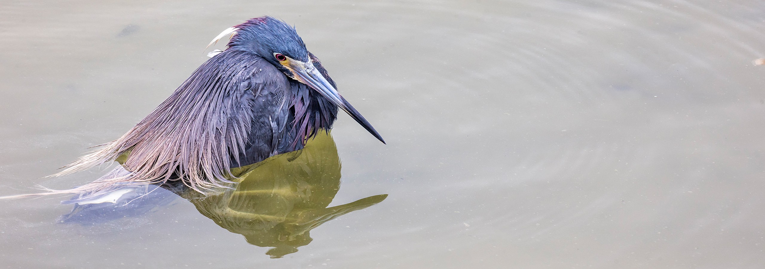 Dreifarbenreiher - Tricolor Heron