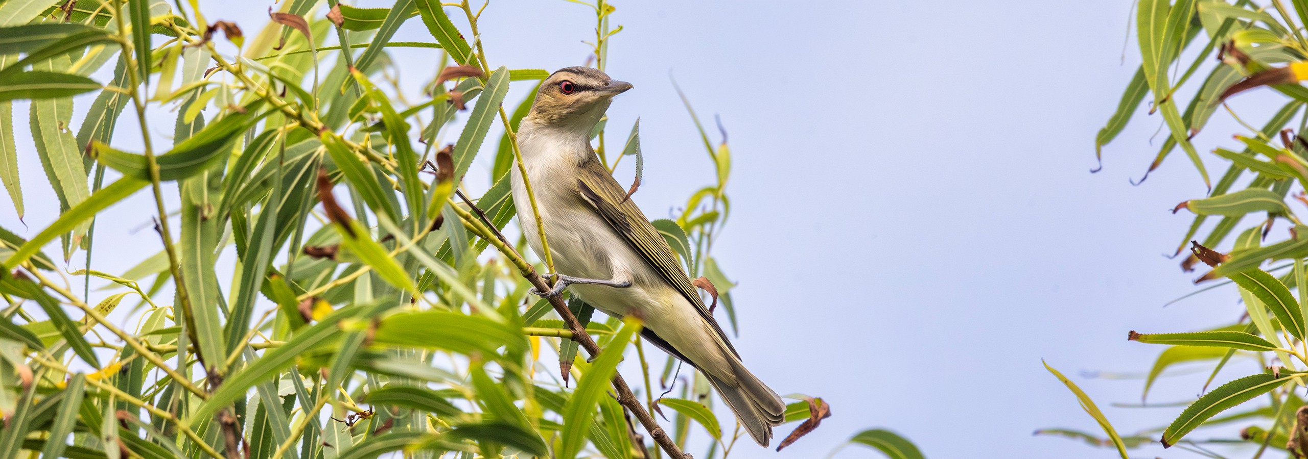 Rotaugenvireo - Red Eyed Vireo