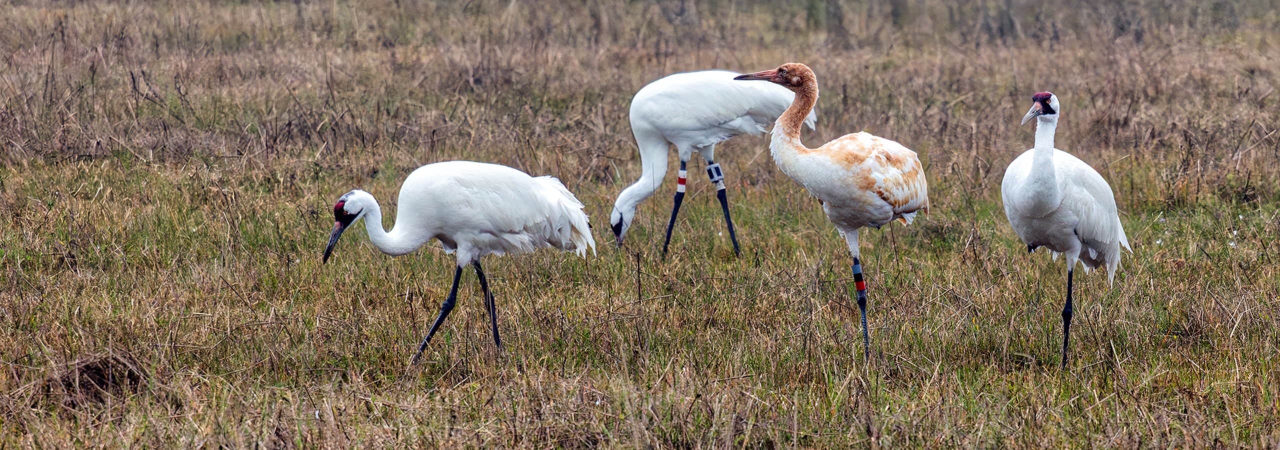 Schreikraniche -. Whooping Cranes