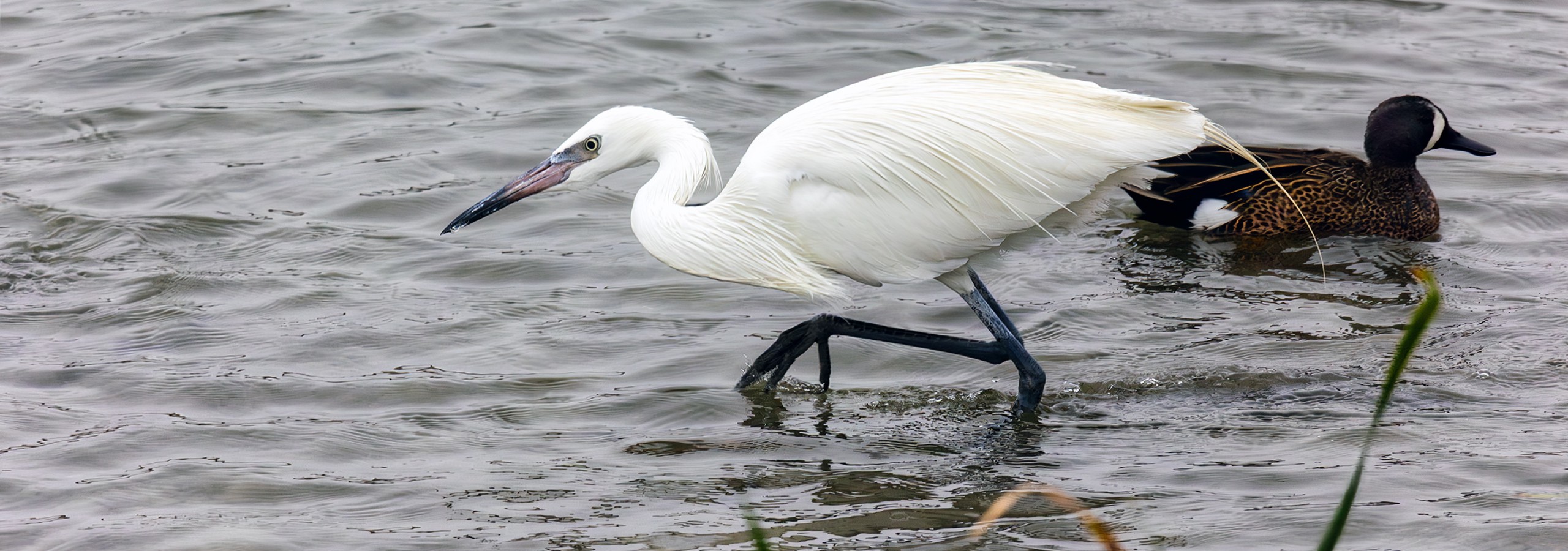 Weisse Morphe Rötelreiher . White Morphe Reddish Egret