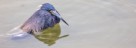 Dreifarbenreiher - Tricolor Heron