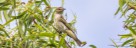 Rotaugenvireo - Red Eyed Vireo