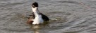 Schwarznacken Stelze - Black Necked Stilt