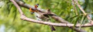 Östlicher Waldtyrann - Eastern Wood Pewee