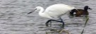Weisse Morphe Rötelreiher . White Morphe Reddish Egret