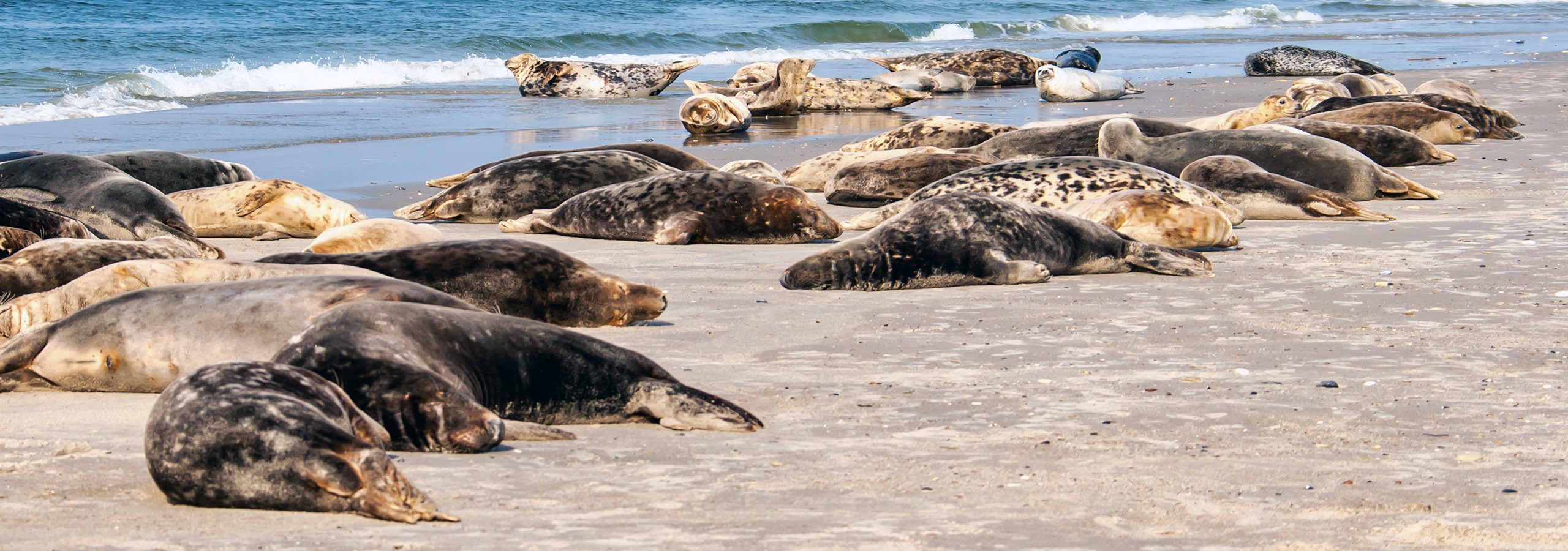 Seehunde und Kegelrobben auf Helgoland