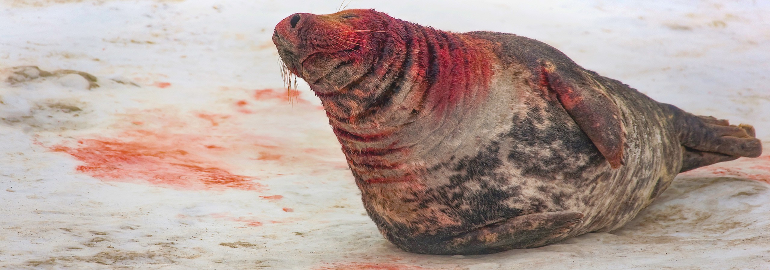 Winter auf Helgoland
