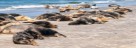 Seehunde und Kegelrobben auf Helgoland
