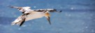 Vögel auf Helgoland