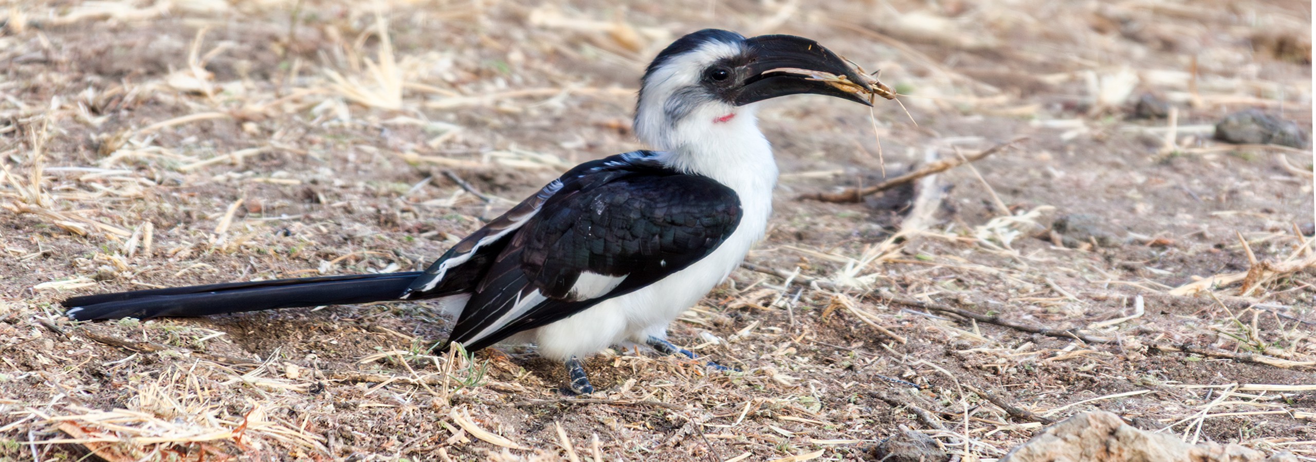 Tarangire Nationalpark