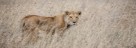 Serengeti Nationalpark