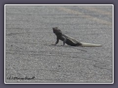 Chuckwalle auf der Emigrants Road