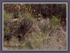 Chukarhuhn -Alectoris chukar an der Wildrose Road