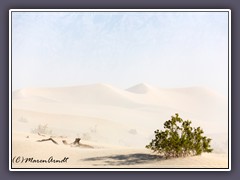 Creosote Bush im Sandsturm auf den Mesquite Dunes