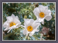 Desert Prickle Poppies