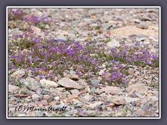 Frühblüher - Calthaleaf Phacelia - Phacelia calthifolia