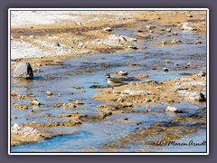 Killdeer- Keilschwanz-Regenpfeiffer am Salt Creek